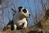 STAFFIE 310